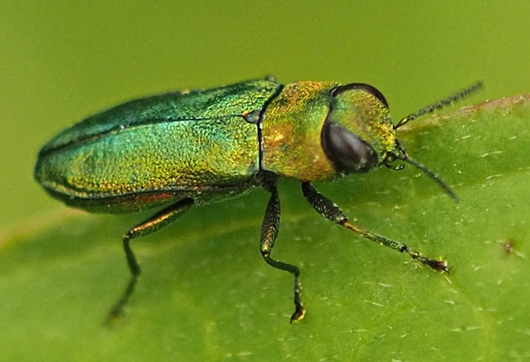 Zierlicher Prachtkäfer, Anthaxia nitidula Männchen